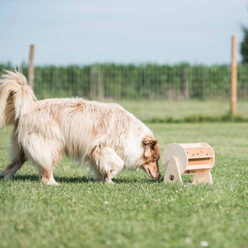 A Beginner’s Guide to Pet Supplies: Everything You Need to Get Started