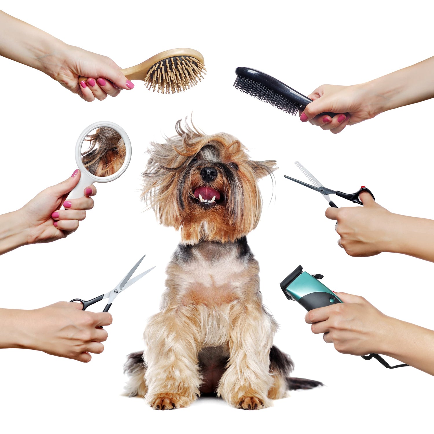 Dog Grooming